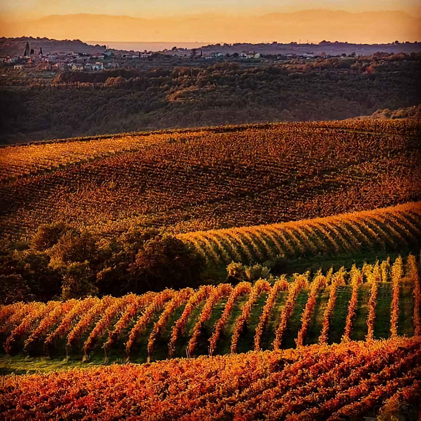 Vinogradi Sartori nad Marezigami ob sončnem zahodu